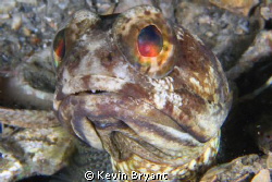 Running low on new shots.  Need to get back in the water.... by Kevin Bryant 